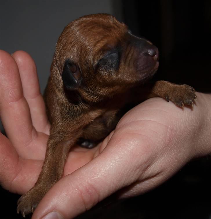 Små hundehvalpe billede 4