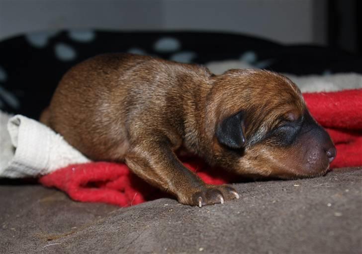 Små hundehvalpe billede 5