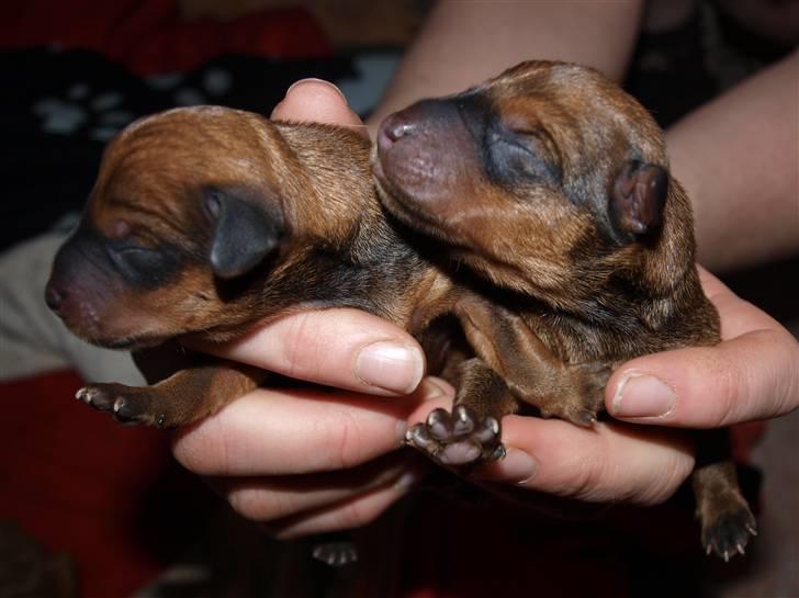 Små hundehvalpe billede 6