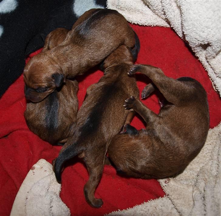 Små hundehvalpe billede 7