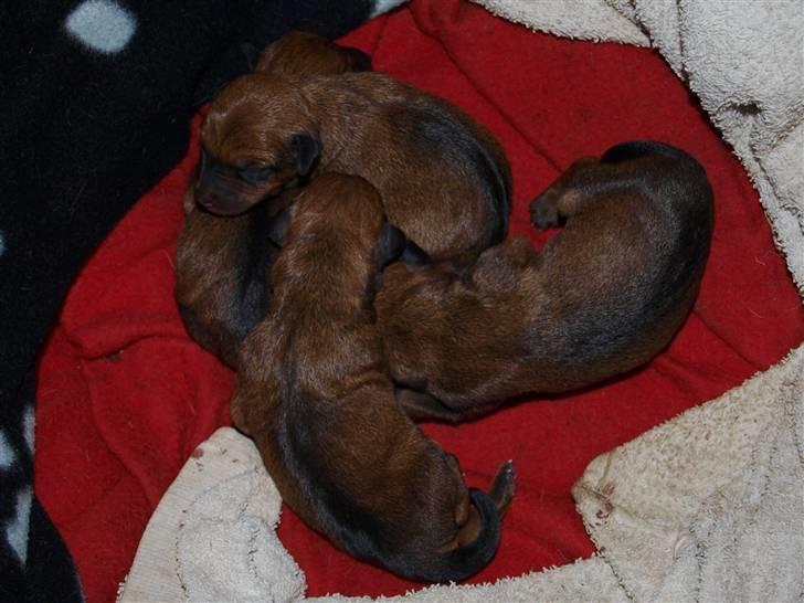 Små hundehvalpe billede 8