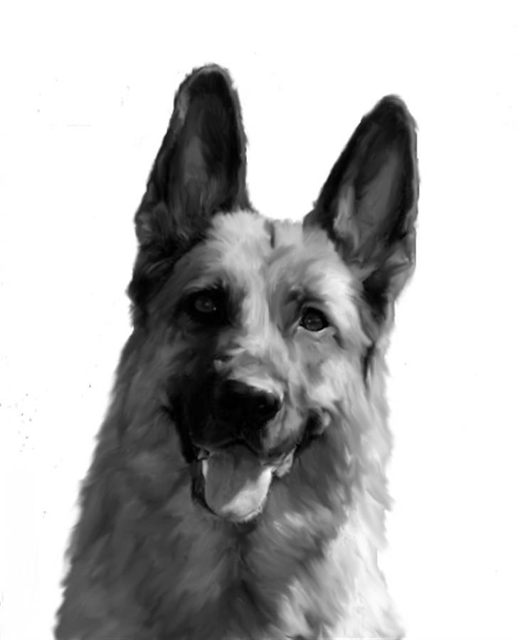 Tegninger af andres hunde - Alcea Kahlua. billede 321