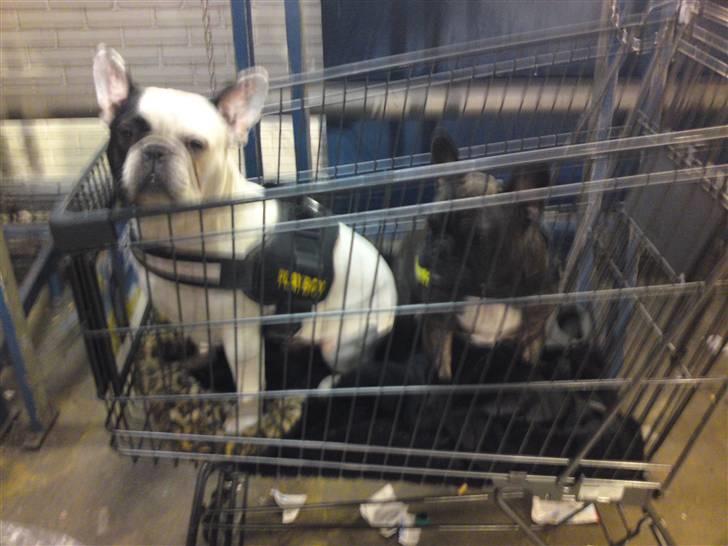 Diverse fjollerier - billede 32