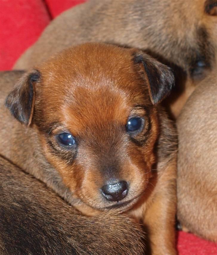 Små hundehvalpe billede 9