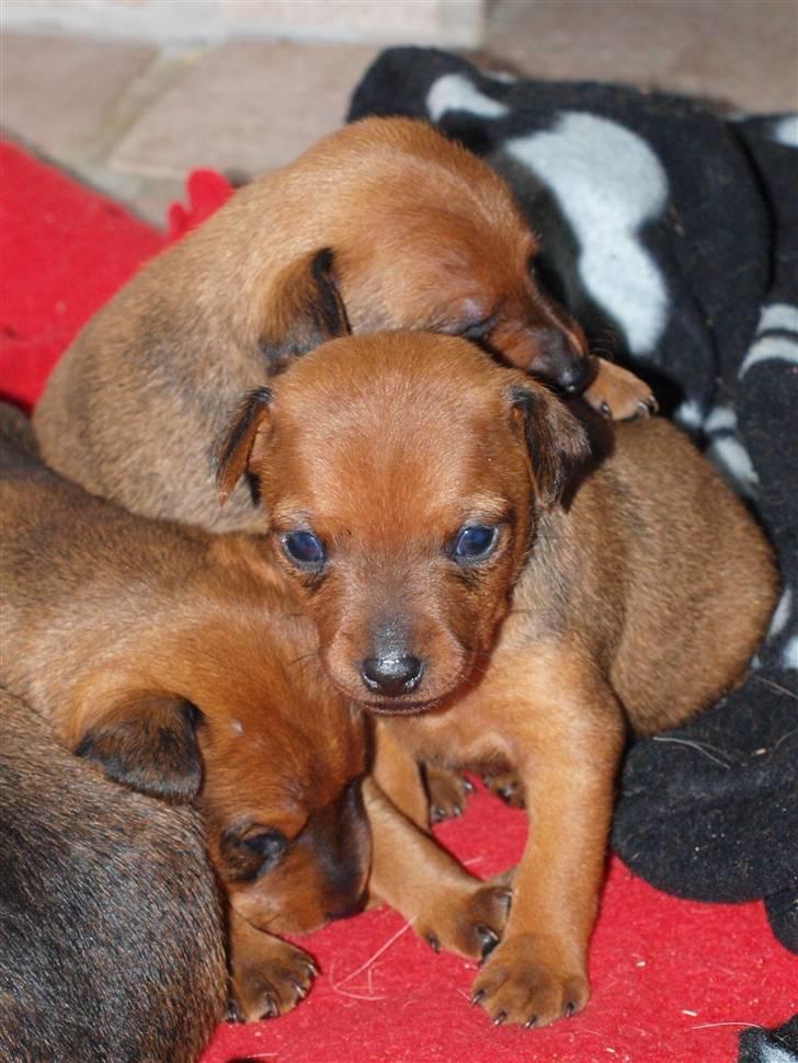 Små hundehvalpe billede 10