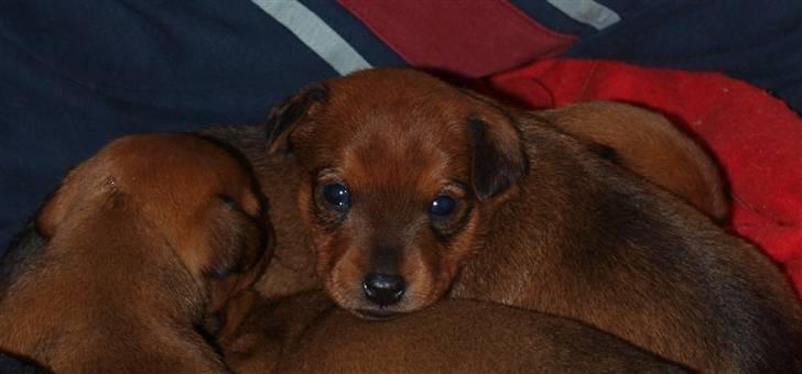 Små hundehvalpe billede 11