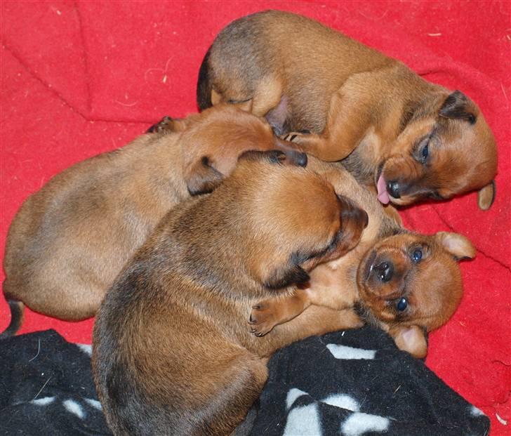 Små hundehvalpe billede 12