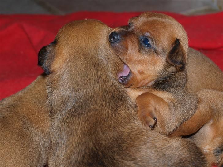 Små hundehvalpe billede 13