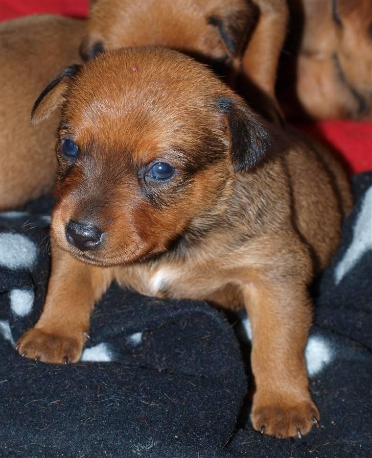 Små hundehvalpe billede 14