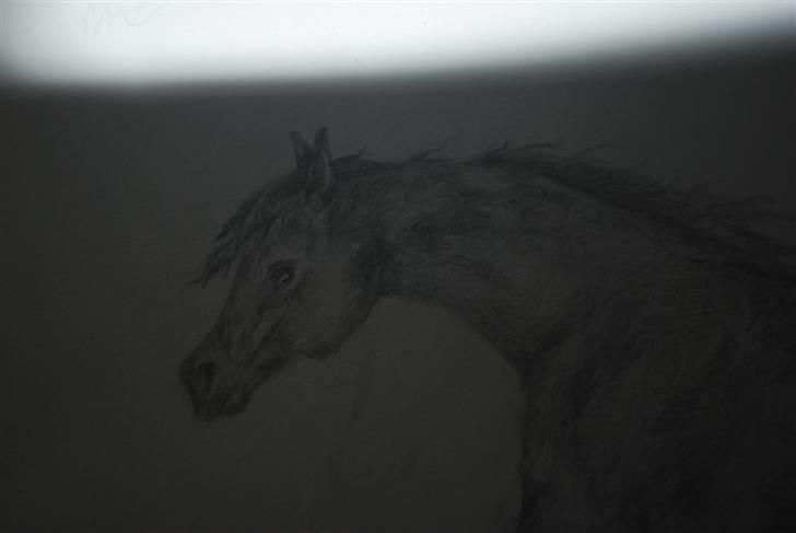 Mine malerier og tegninger mm. - Araber hest. undskyld billedet er lidt mørkt. billede 3