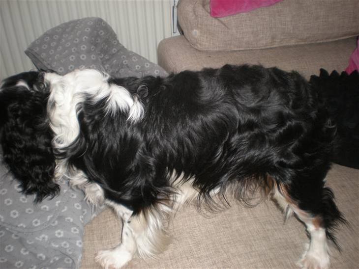 {{currentPhoto.altText}} billede {{currentPhoto.number}}