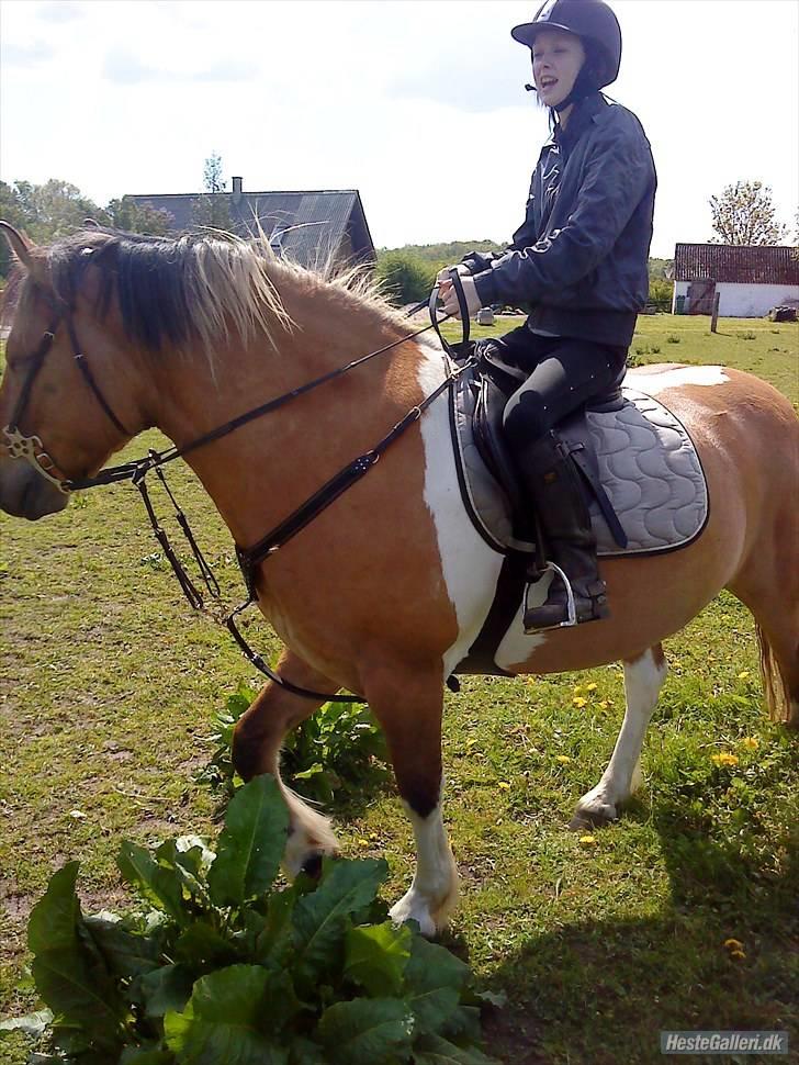 Mine hesteting ;O) - Underlag og springgjord str 135 med elastik billede 3