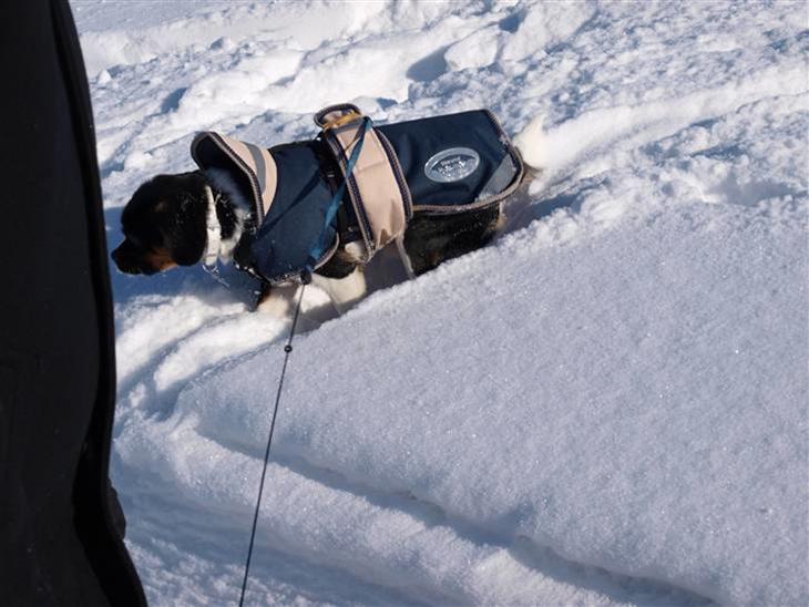 {{currentPhoto.altText}} billede {{currentPhoto.number}}