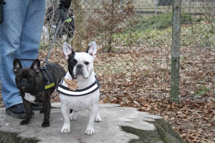 Diverse fjollerier - billede 33