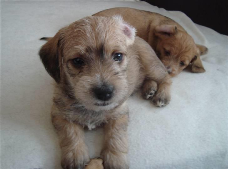 Blanding af Coton de tulear og ruhåret gravhund billede 4