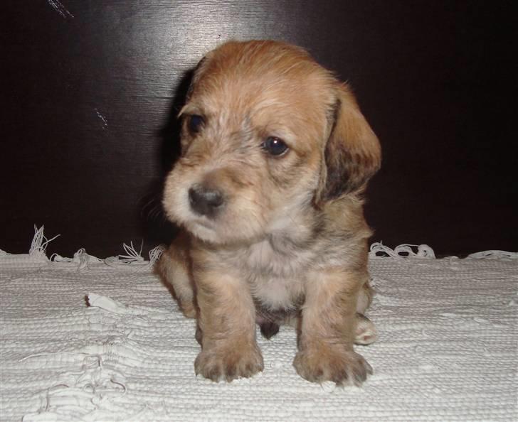 Blanding af Coton de tulear og ruhåret gravhund billede 8