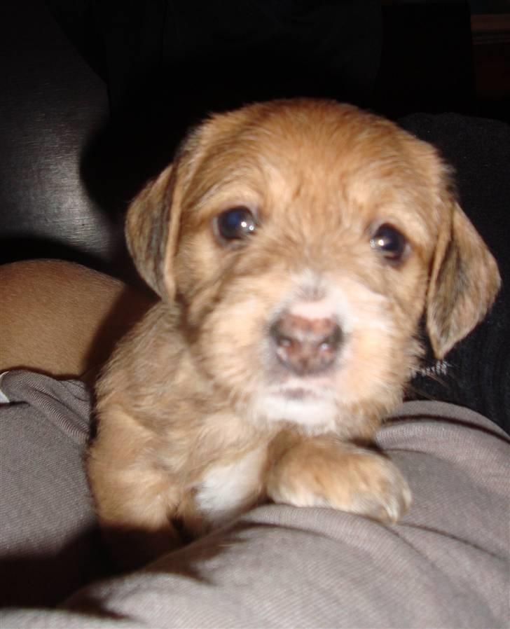 Blanding af Coton de tulear og ruhåret gravhund billede 11