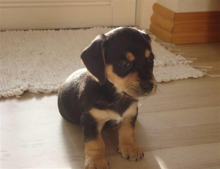 Blanding af Coton de tulear og ruhåret gravhund billede 21
