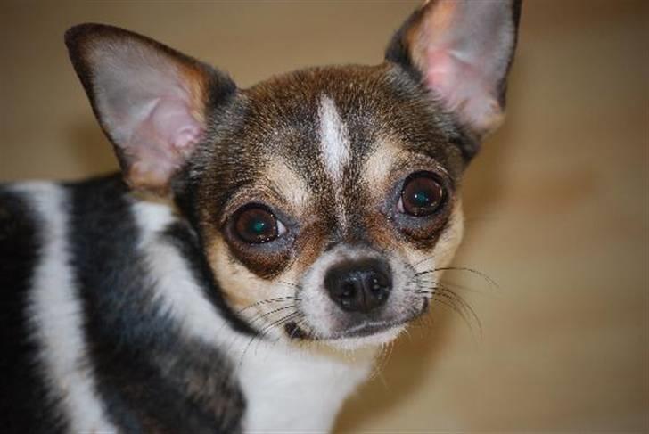 Nærbilleder billede 1