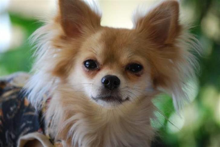 Nærbilleder billede 2