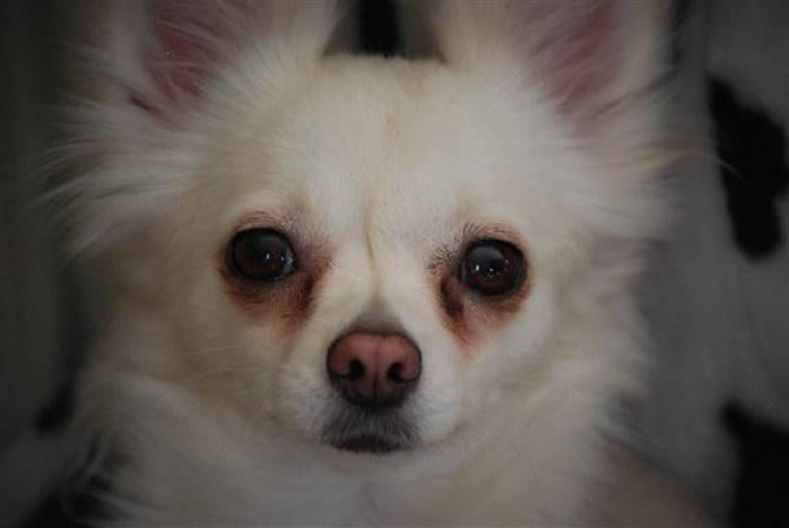 Nærbilleder billede 3