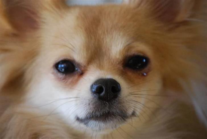 Nærbilleder billede 4