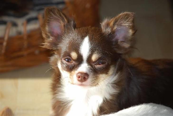 Nærbilleder billede 5