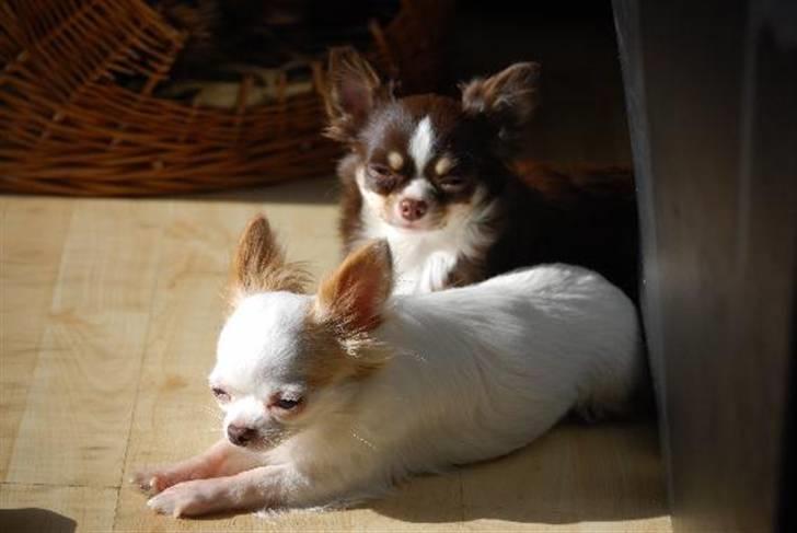 Nærbilleder billede 6