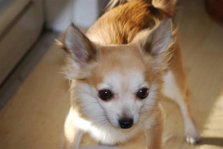 Nærbilleder billede 7