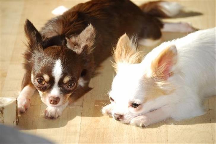 Nærbilleder billede 8