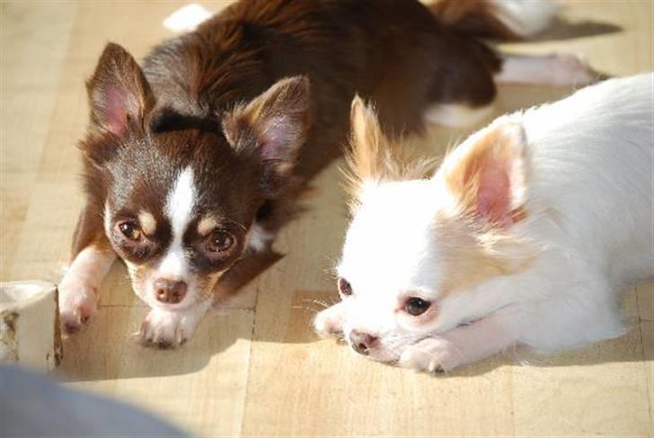 Nærbilleder billede 9