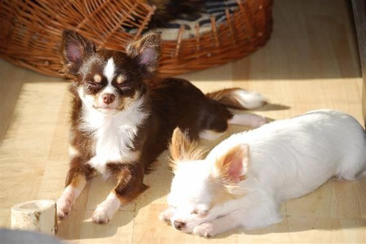 Nærbilleder billede 10