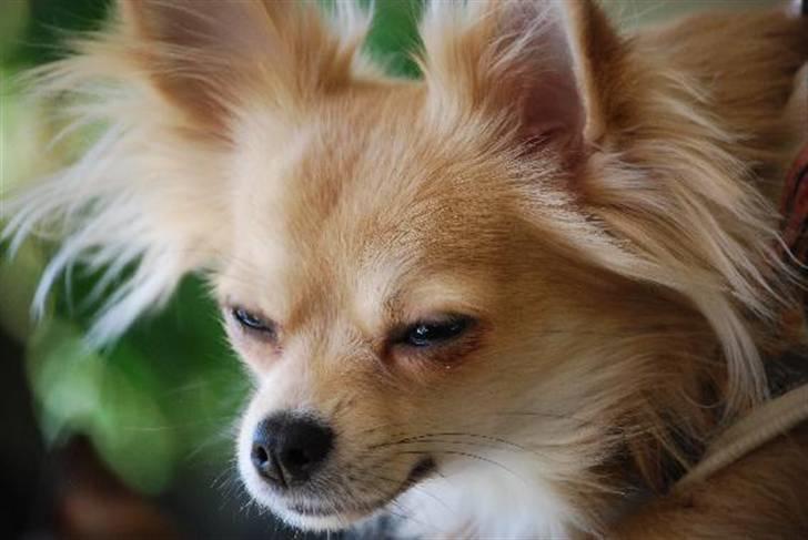 Nærbilleder billede 11