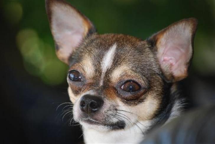 Nærbilleder billede 12