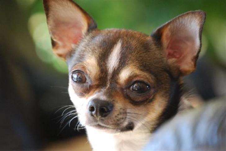 Nærbilleder billede 13