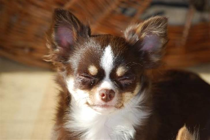 Nærbilleder billede 14