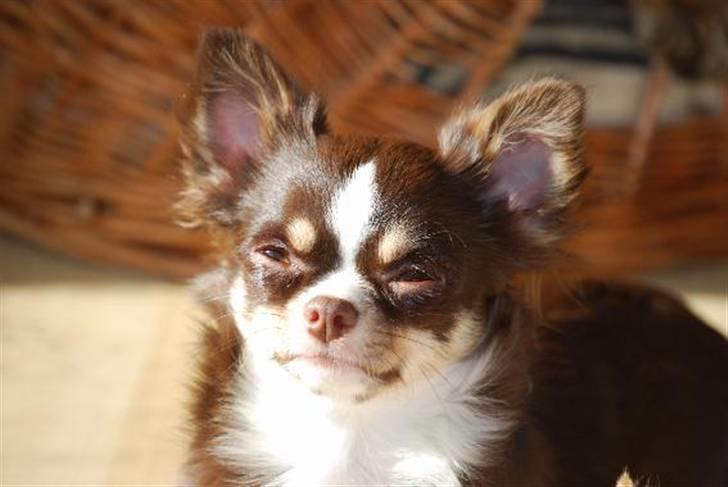 Nærbilleder billede 15