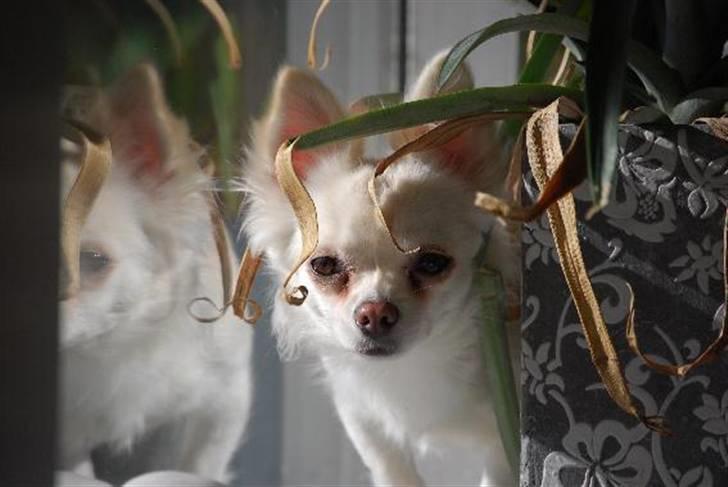 Nærbilleder billede 16