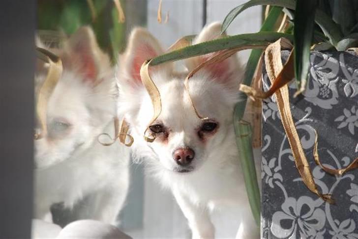 Nærbilleder billede 17