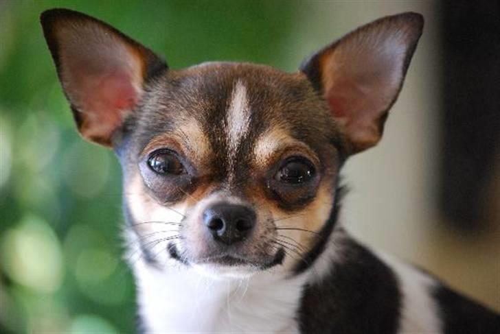 Nærbilleder billede 18