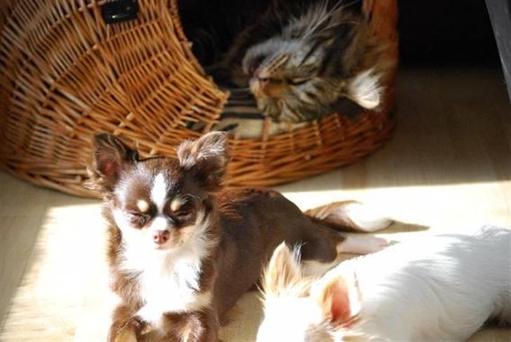 Nærbilleder billede 19