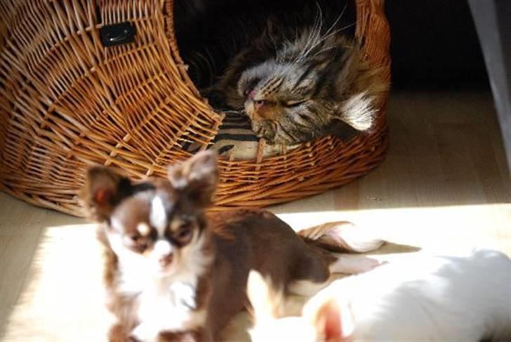 Nærbilleder billede 20