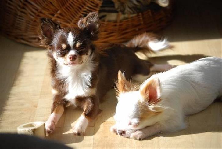 Nærbilleder billede 21