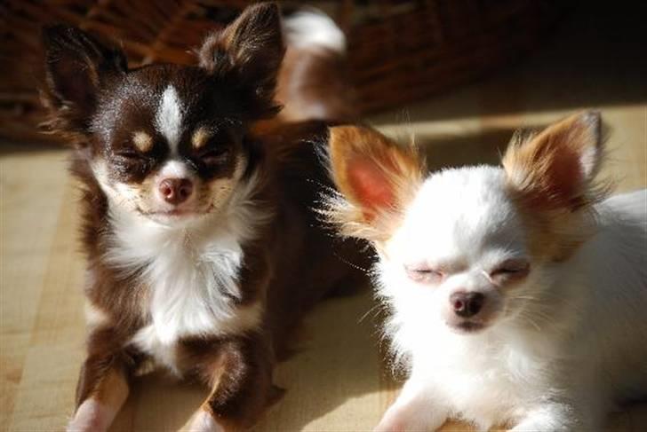 Nærbilleder billede 22