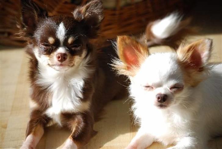 Nærbilleder billede 23