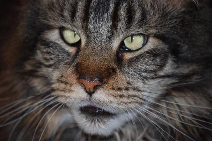 Nærbilleder billede 24