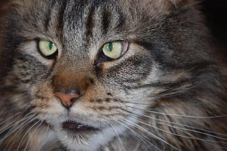 Nærbilleder billede 25