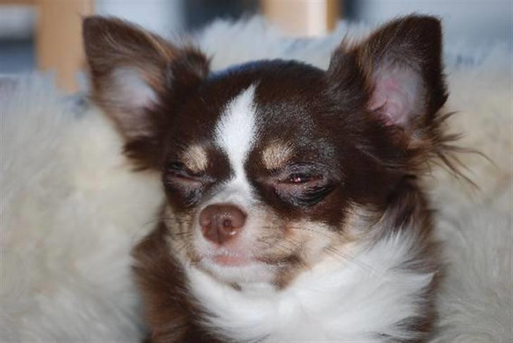 Nærbilleder billede 26