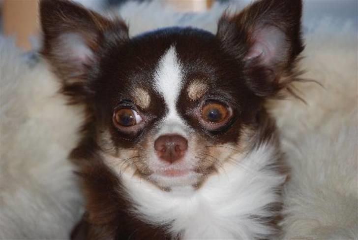 Nærbilleder billede 27