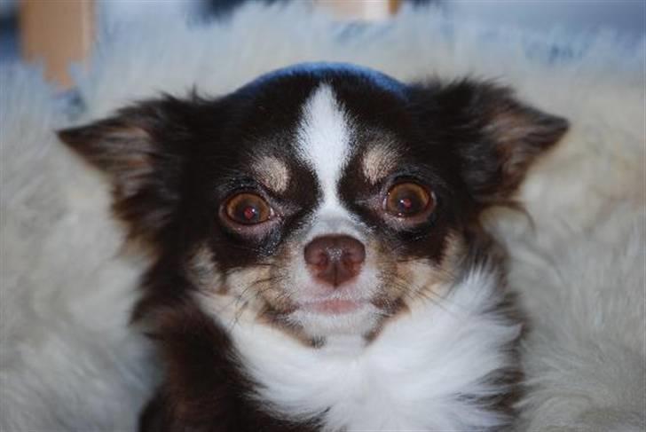 Nærbilleder billede 28